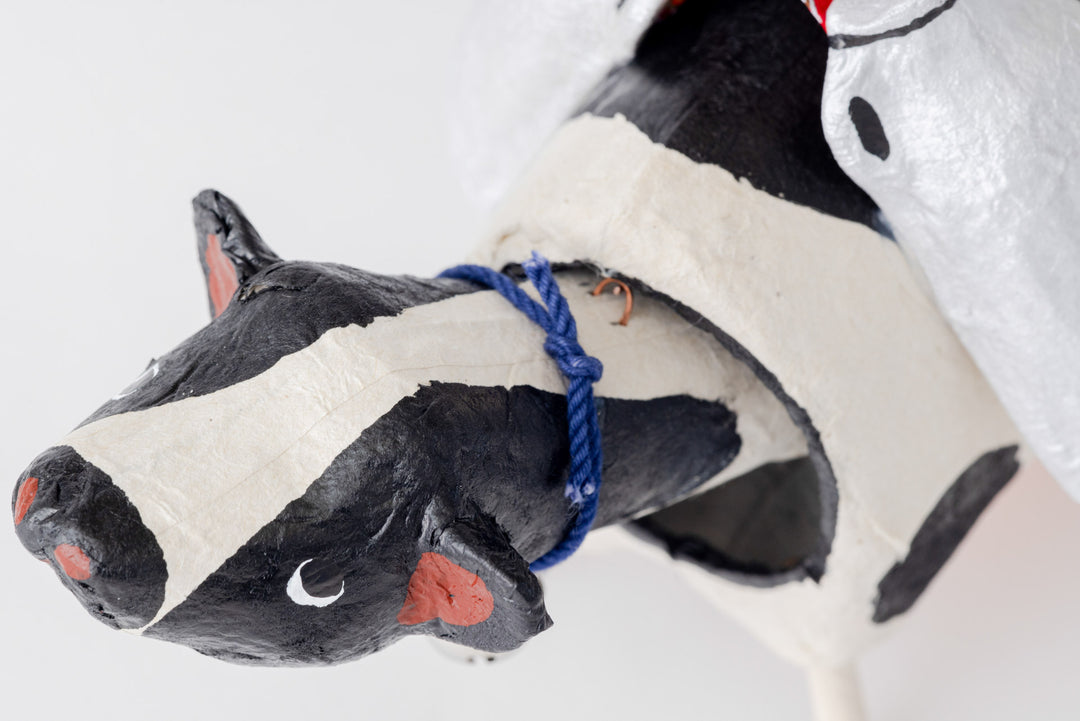 Chichi Beko Dairy Cow