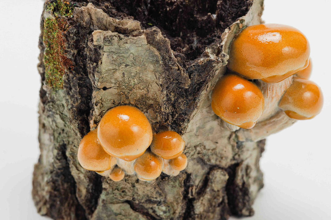 Toad and Nameko Mushroom Tree